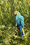 blue and gold macaw