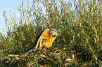 blue and gold macaw