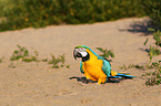 blue and gold macaw