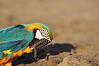 blue and gold macaw