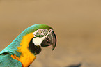 blue and gold macaw
