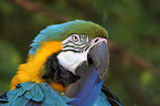 blue and gold macaw