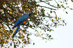 blue and yellow macaw