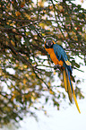 blue and yellow macaw