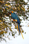 blue and yellow macaw