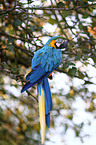 blue and yellow macaw