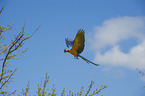 blue and gold macaw Bird Park Marlow