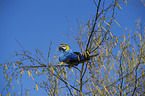 blue and gold macaw Bird Park Marlow