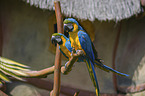 blue and gold macaws Bird Park Marlow