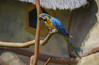 blue and gold macaw Bird Park Marlow