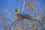 blue and gold macaw Bird Park Marlow