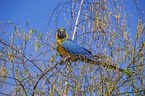 blue and gold macaw Bird Park Marlow