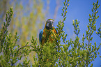 blue and gold macaw Bird Park Marlow