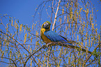 blue and gold macaw Bird Park Marlow