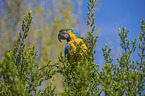 blue and gold macaw Bird Park Marlow