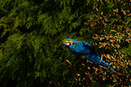 blue and gold macaw