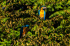 blue and gold macaw