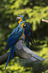 blue-and-yellow macaws