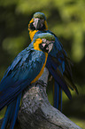 blue-and-yellow macaws