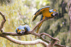 blue-and-gold macaws
