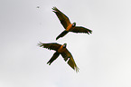 blue and gold macaws