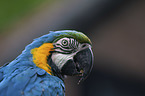 blue and gold macaw