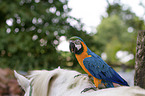 blue and gold macaw