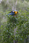 blue and gold macaw