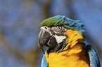 blue and gold macaw