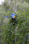 blue and gold macaw