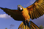 blue and gold macaw