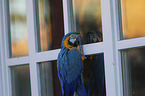 blue and gold macaw