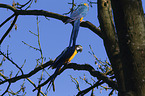 blue and gold macaws