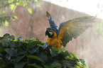 blue and gold macaw