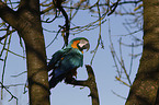 blue and gold macaw