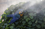 blue and gold macaw