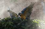 blue and gold macaws