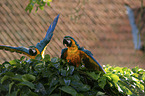 blue and gold macaws