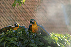 blue and gold macaws