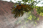 blue and gold macaw