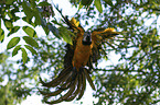 blue and gold macaw