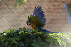 blue and gold macaw