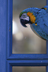 blue and gold macaw