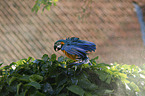 blue and gold macaw