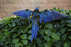 blue and gold macaw