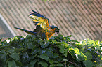 blue and gold macaw