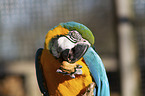 blue and gold macaw