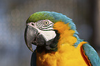 blue and gold macaw