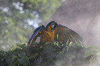 blue and gold macaw