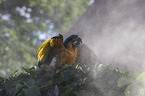 blue and gold macaw